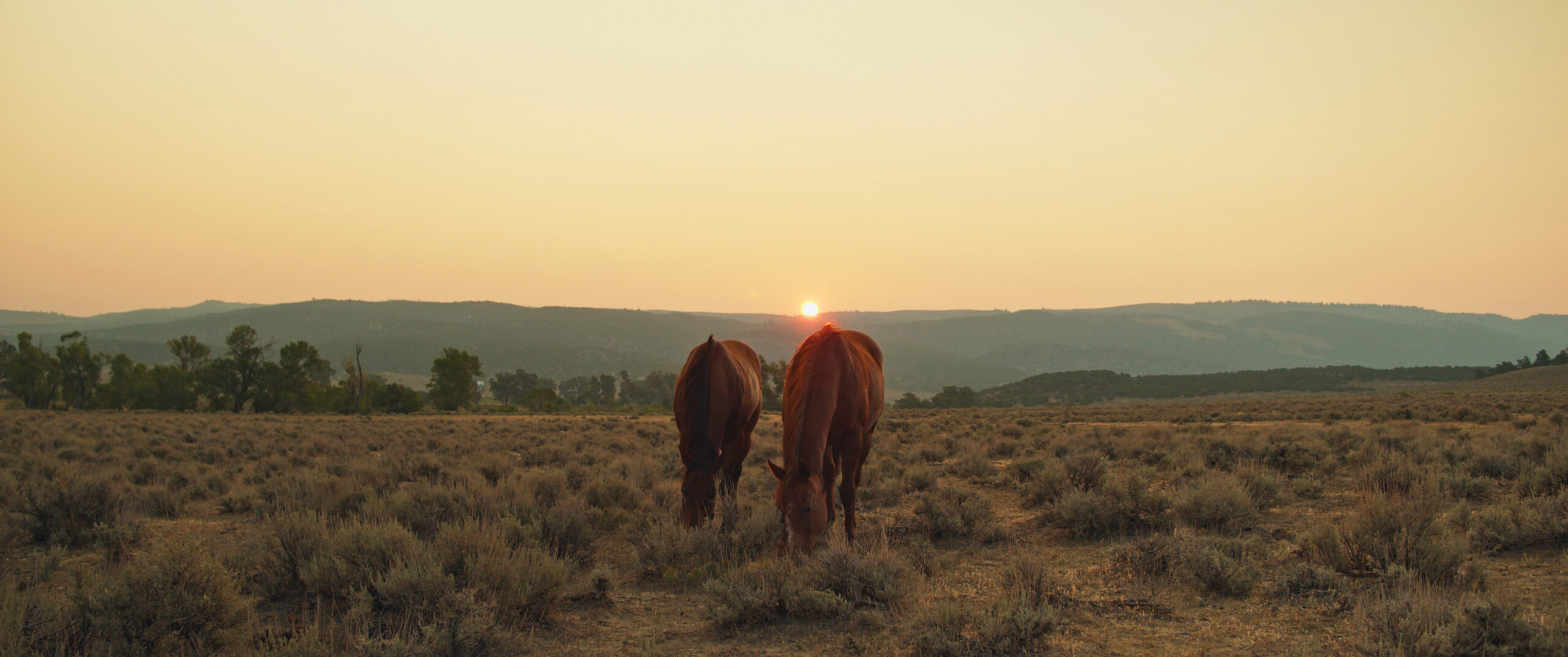 The Summer Field_Still_1